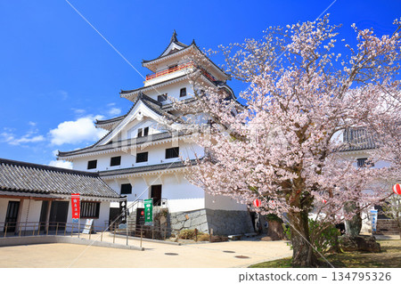 [Saga Prefecture] Karatsu Castle tower on a clear day and cherry blossoms in full bloom 134795326