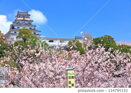 【佐賀縣】晴朗天氣下的唐津城樓與盛開的櫻花 【佐賀縣】晴朗天氣下的唐津城樓與盛開的櫻花 134795332