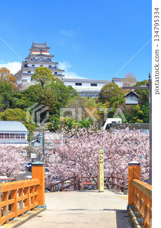 [Saga Prefecture] Karatsu Castle tower on a clear day and cherry blossoms in full bloom 134795334