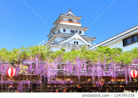 [Saga Prefecture] Karatsu Castle tower on a clear day and wisteria trellis in full bloom 134795336