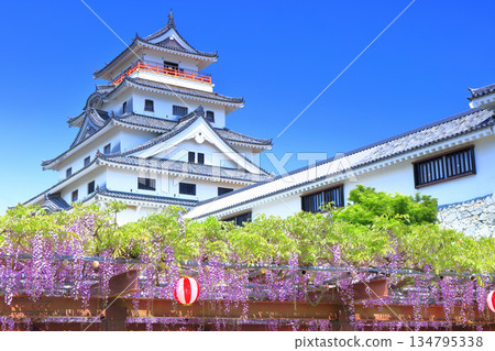 [Saga Prefecture] Karatsu Castle tower on a clear day and wisteria trellis in full bloom 134795338