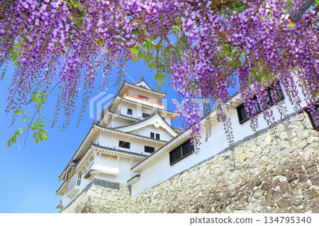 [Saga Prefecture] Karatsu Castle tower on a clear day and wisteria trellis in full bloom 134795340