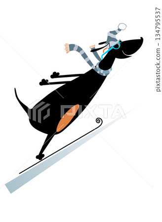 skier, skiing, dog 134795537