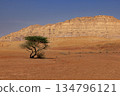 Lonely Tree in the Negev Desert, Israel. 134796121