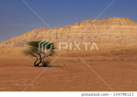 Lonely Tree in the Negev Desert, Israel. Lonely Tree in the Negev Desert, Israel. 134796121