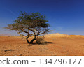 Lonely Tree in the Negev Desert, Israel. 134796127