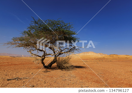 Lonely Tree in the Negev Desert, Israel. Lonely Tree in the Negev Desert, Israel. 134796127
