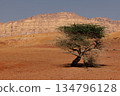 Lonely Tree in the Negev Desert, Israel. 134796128
