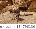 Donkeys in the desert. Israel 134796130