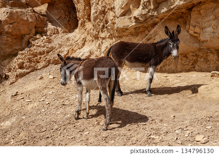 Donkeys in the desert. Israel 134796130