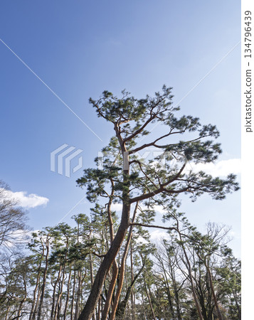 美麗的日本松樹映襯著藍天 美麗的日本松樹映襯著藍天 134796439