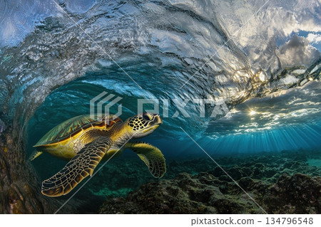 Serene Sea Turtle Gliding Through Crystal Clear Shallow Water Under Waves Serene Sea Turtle Gliding Through Crystal Clear Shallow Water Under Waves 134796548