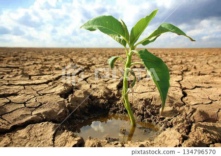 Resilient Green Plant Thriving in Vast Desert Landscape Under Expansive Sky 134796570