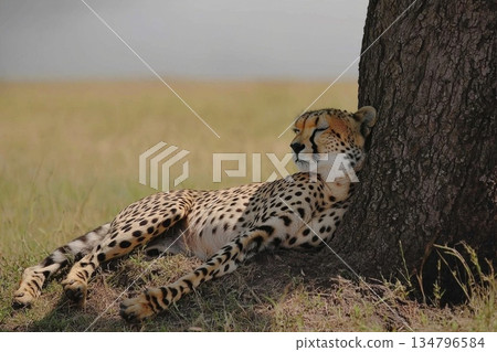 Cheetah Reclining in the Shade of an Acacia Tree on a Sunny Day in Africa Cheetah Reclining in the Shade of an Acacia Tree on a Sunny Day in Africa 134796584