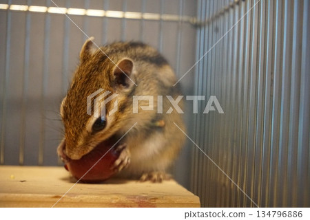 Chipmunk eating a cherry 134796886