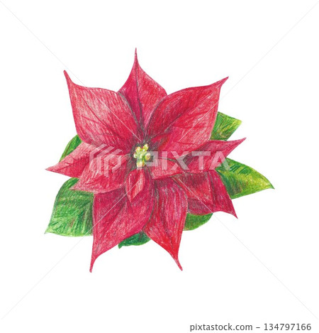 Hand drawn illustration with a red christmas plant poinsettia for graphic design. Isolated colored pencil illustration on white background. New year collection. 134797166