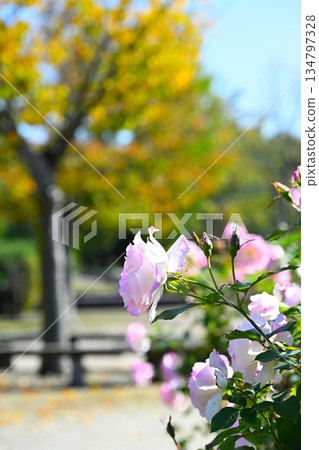 秋日玫瑰盛開於二重川公園（新潟縣新潟市） 134797328
