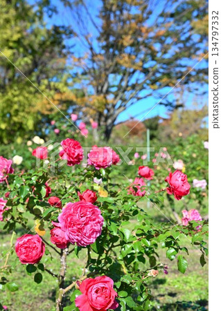 Autumn roses blooming at Nigorikawa Park (Niigata City, Niigata Prefecture) Autumn roses blooming at Nigorikawa Park (Niigata City, Niigata Prefecture) 134797332