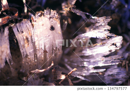 晨曦中閃耀著霜柱的光芒 134797577