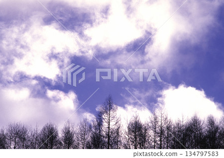 Larch forest and the sun hidden behind the clouds Larch forest and the sun hidden behind the clouds 134797583