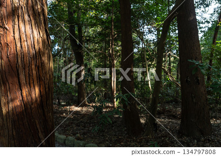 Japanese Mythology: Sacred Forests and Rivers (Shrine and Isuzu River) Japanese Mythology: Sacred Forests and Rivers (Shrine and Isuzu River) 134797808