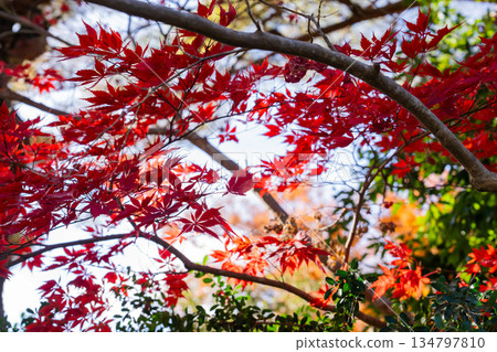 日本神話：神聖的森林與河流（神社與五十鈴川） 134797810