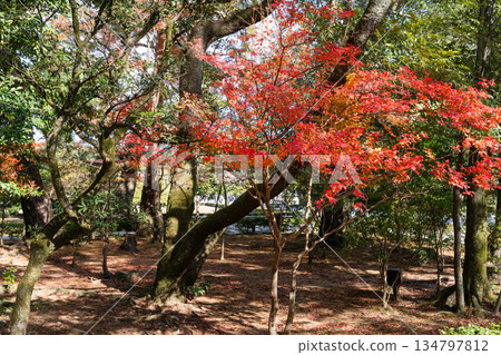 Japanese Mythology: Sacred Forests and Rivers (Shrine and Isuzu River) Japanese Mythology: Sacred Forests and Rivers (Shrine and Isuzu River) 134797812