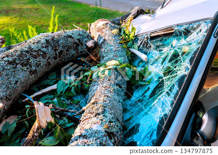 Tree branches lie on car's windshield in yard, showing signs of storm damage, with leaves scattered around area. Tree branches lie on car's windshield in yard, showing signs of storm damage, with leaves scattered around area. 134797875
