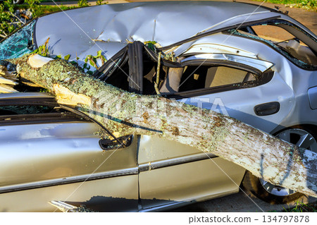 Large tree has fallen on parked car on street broken windshield, of damage from tree. Large tree has fallen on parked car on street broken windshield, of damage from tree. 134797878