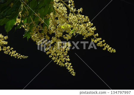 mango flower bloom at treetop and waiting rain for growth to be fruit on garden in summer with dark night sky background mango flower bloom at treetop and waiting rain for growth to be fruit on garden in summer with dark night sky background 134797997