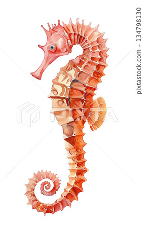 美麗的海馬水彩插畫，白色背景，橙色海洋生物設計元素 134798130