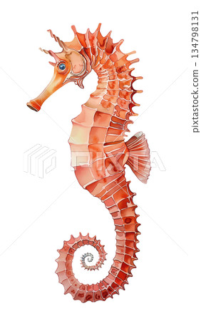 Beautiful seahorse watercolor illustration isolated on white background, orange marine life design element Beautiful seahorse watercolor illustration isolated on white background, orange marine life design element 134798131
