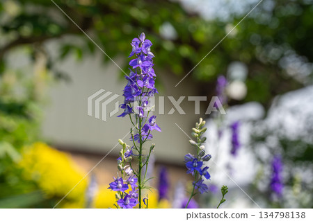 初夏時節,花壇裡的鴴鳥 初夏時節,花壇裡的鴴鳥 134798138