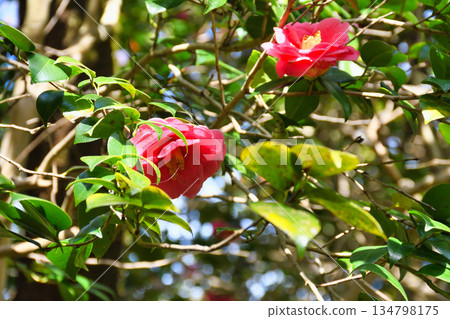 Beautiful camellia flowers at Reikanji Temple in Kyoto during the spring special viewing period (Sakyo Ward, Kyoto City, Kyoto Prefecture) Beautiful camellia flowers at Reikanji Temple in Kyoto during the spring special viewing period (Sakyo Ward, Kyoto City, Kyoto Prefecture) 134798175