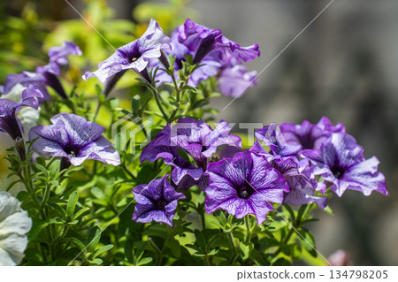 Potted petunias in early summer 134798205