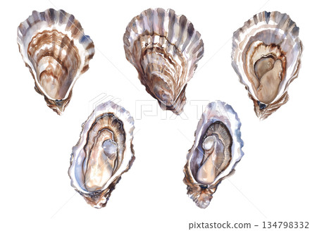 一組水彩插畫，描繪了美麗的貝殼，背景為白色，包含海洋寶藏和海螺設計元素。 134798332