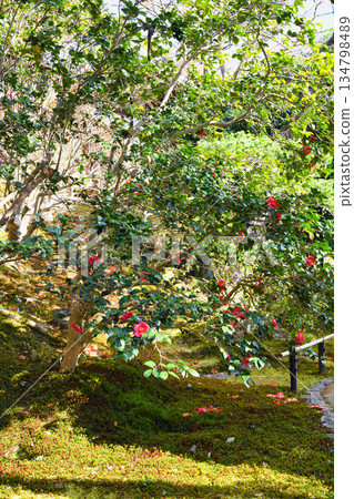 Beautiful camellia flowers at Reikanji Temple in Kyoto during the spring special viewing period (Sakyo Ward, Kyoto City, Kyoto Prefecture) Beautiful camellia flowers at Reikanji Temple in Kyoto during the spring special viewing period (Sakyo Ward, Kyoto City, Kyoto Prefecture) 134798489