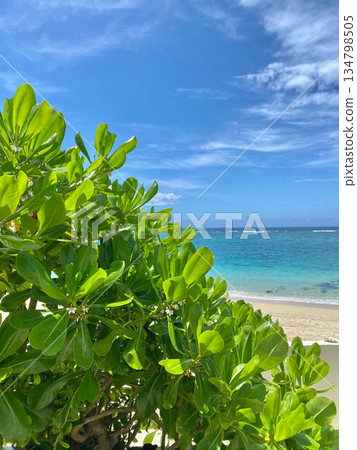 The sea and plants of Amami The sea and plants of Amami 134798505