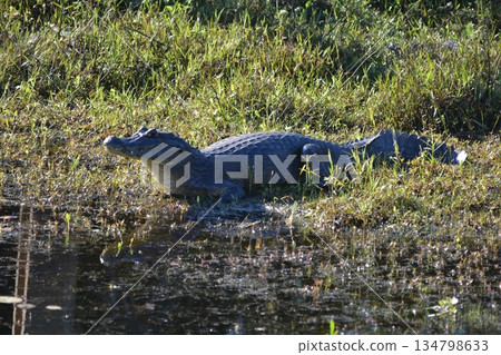Paraguay Caiman Paraguay Caiman 134798633