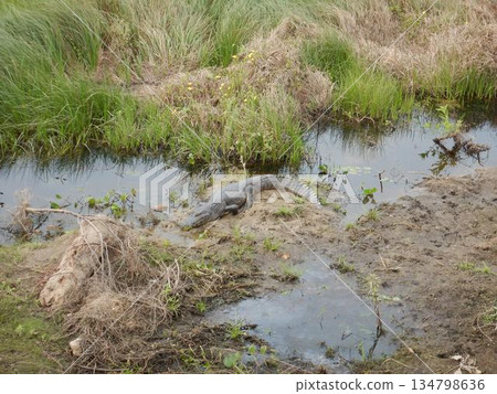 巴拉圭凱門鱷 134798636