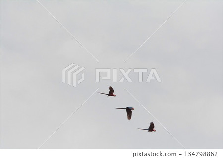 綠翅金剛鸚鵡 綠翅金剛鸚鵡 134798862