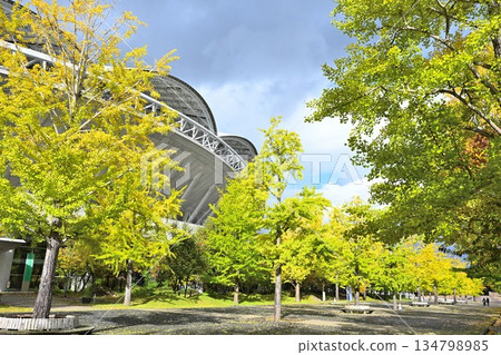 新潟縣立體育公園(新潟市,新潟縣)的秋葉 新潟縣立體育公園(新潟市,新潟縣)的秋葉 134798985