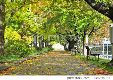 新潟縣立體育公園(新潟市,新潟縣)的秋葉 新潟縣立體育公園(新潟市,新潟縣)的秋葉 134798987