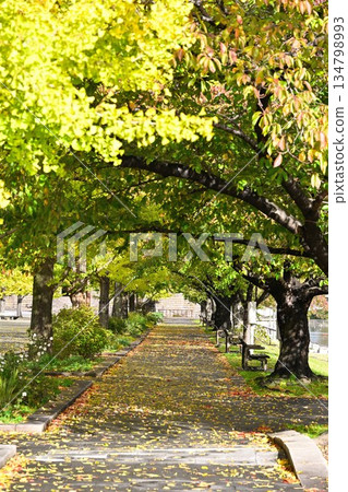 Autumn foliage at Niigata Prefectural Sports Park (Niigata City, Niigata Prefecture) Autumn foliage at Niigata Prefectural Sports Park (Niigata City, Niigata Prefecture) 134798993