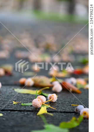 街上散落著銀杏果 134799214