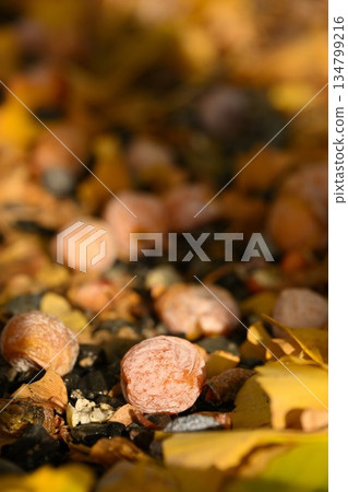 街上散落著銀杏果 街上散落著銀杏果 134799216