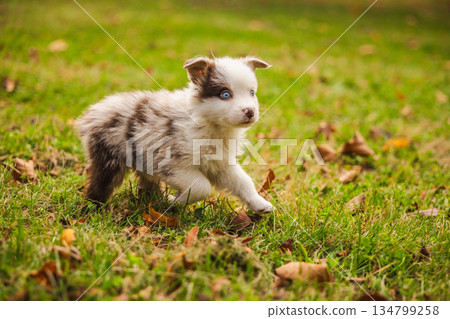 Australian Shepherd puppy with blue eyes walking on green grass in autumn park, small fluffy white and brown dog exploring outdoors in sunlight 134799258