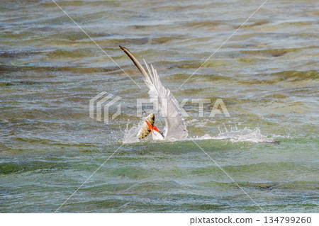 White cheeked tern catching fish on sea surface in Red Sea, Egypt, dramatic wildlife moment with splashing water, marine bird feeding behavior, natural action scene 134799260