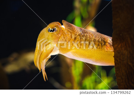 Golden cuttlefish swimming near underwater plants with vivid texture and bright coloration Golden cuttlefish swimming near underwater plants with vivid texture and bright coloration 134799262