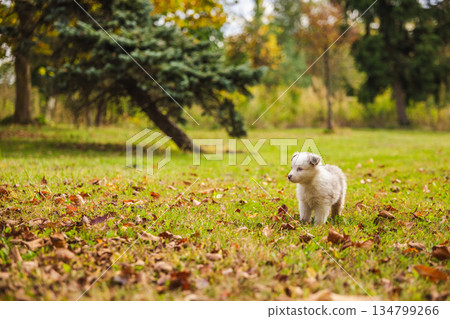 Australian Shepherd puppy standing on green grass surrounded by fallen autumn leaves, fluffy white dog in sunny park with trees in background 134799266